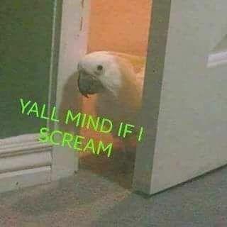 mind if i scream